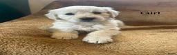 Golden Retriever dogs for sale: KC Registered Golden Retriever Puppies - Advert 4