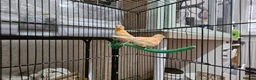 Canaries birds for sale: Four (2 pairs) young canaries - Advert 10