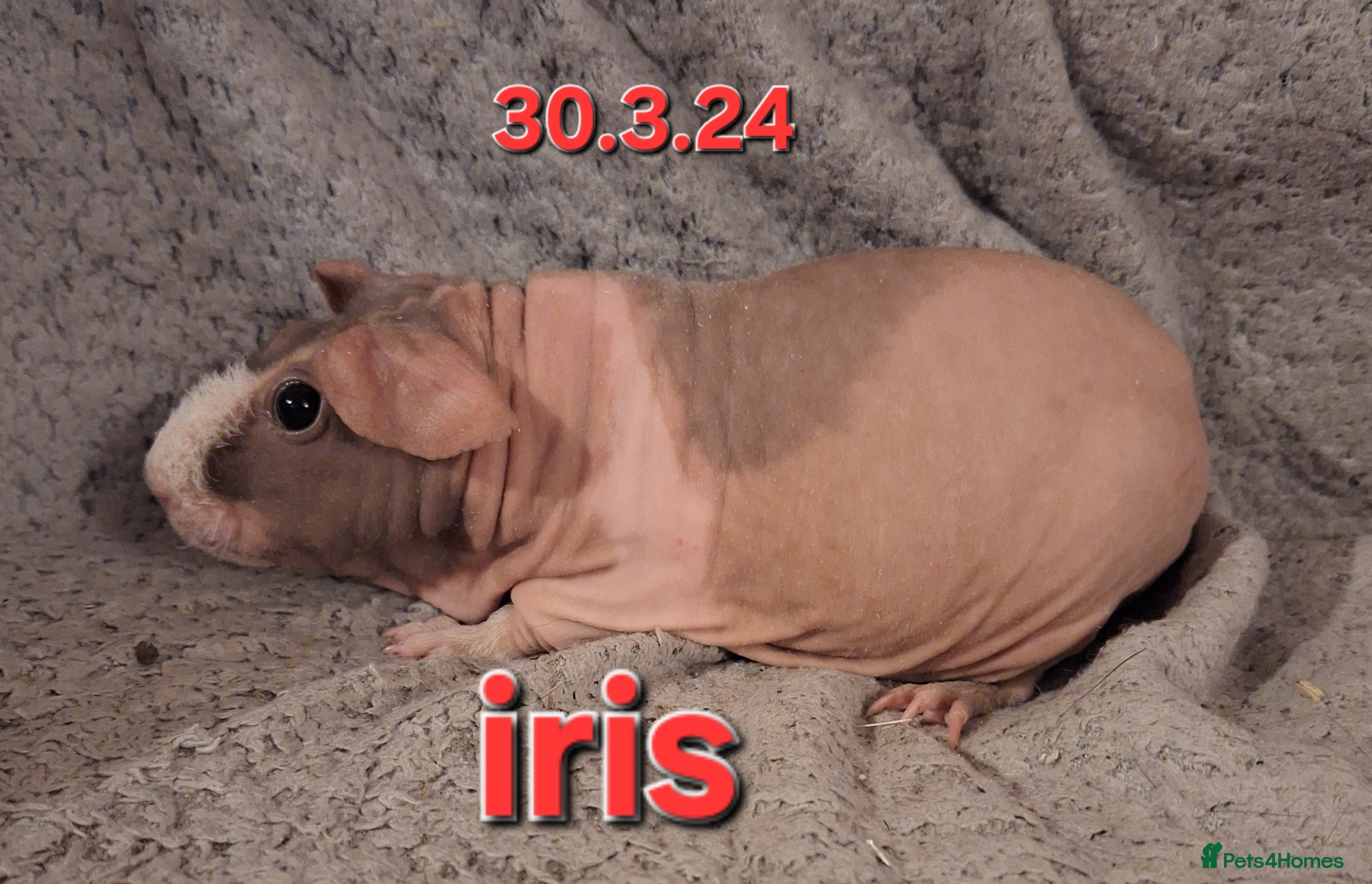 Guinea Pig rodents Skinny sow girl guinea pigs - Advert 1