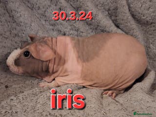 Guinea Pig rodents Skinny sow girl guinea pigs - Advert 1