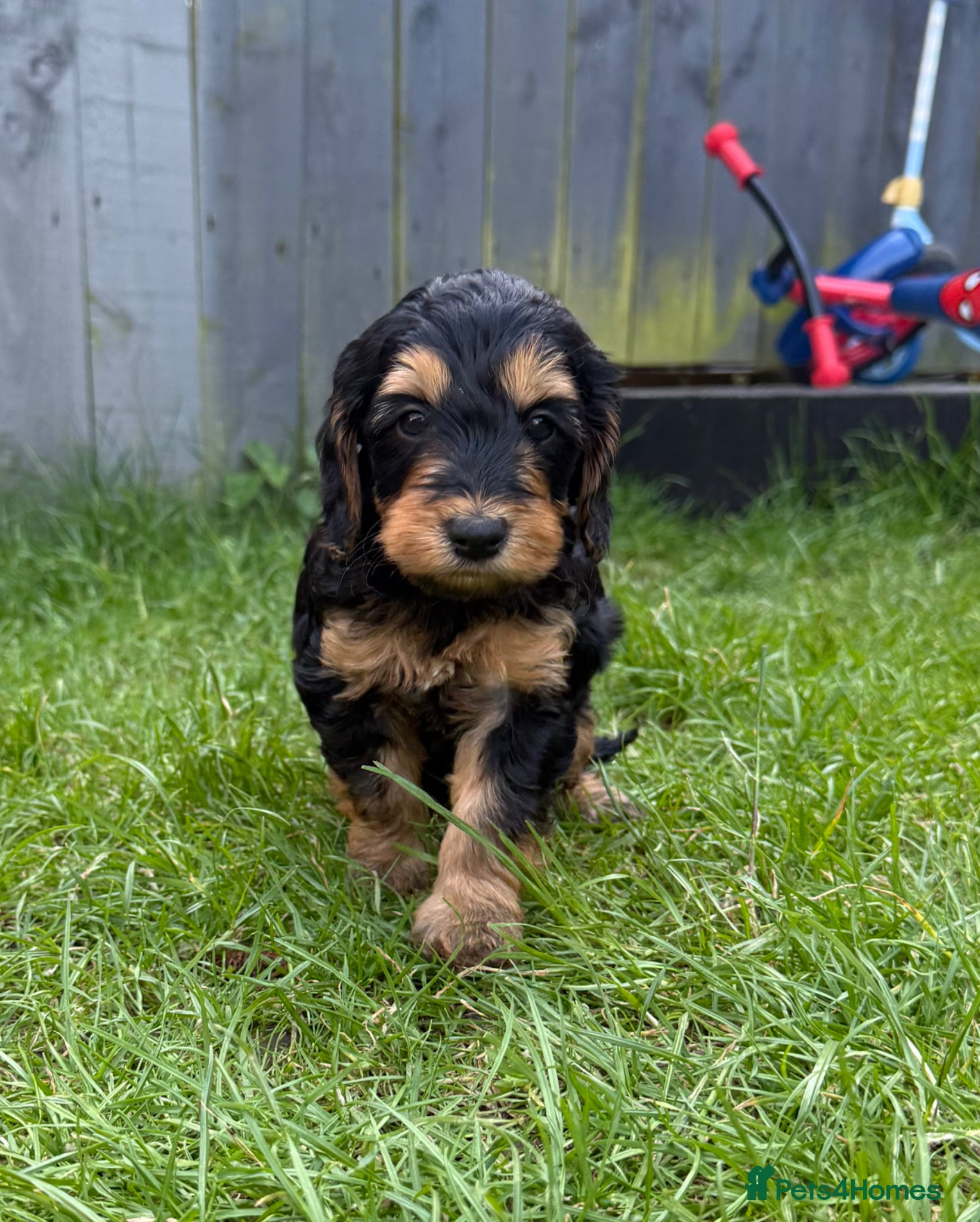 Cockapoo dogs Beautiful litter of F1 toy cockapoo pups - Advert 1
