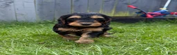 Cockapoo dogs for sale: Beautiful litter of F1 toy cockapoo pups in Ferryhill - Advert 1