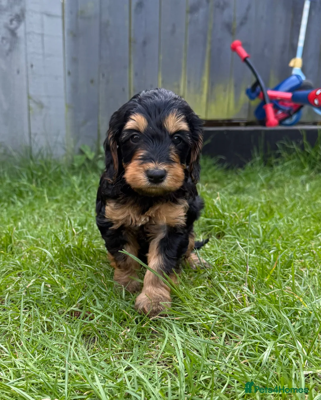 Cockapoo dogs for sale: Beautiful litter of F1 toy cockapoo pups in Ferryhill - Advert 1