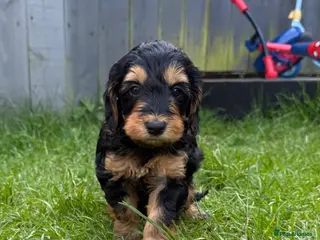 Cockapoo dogs Beautiful litter of F1 toy cockapoo pups - Advert 1
