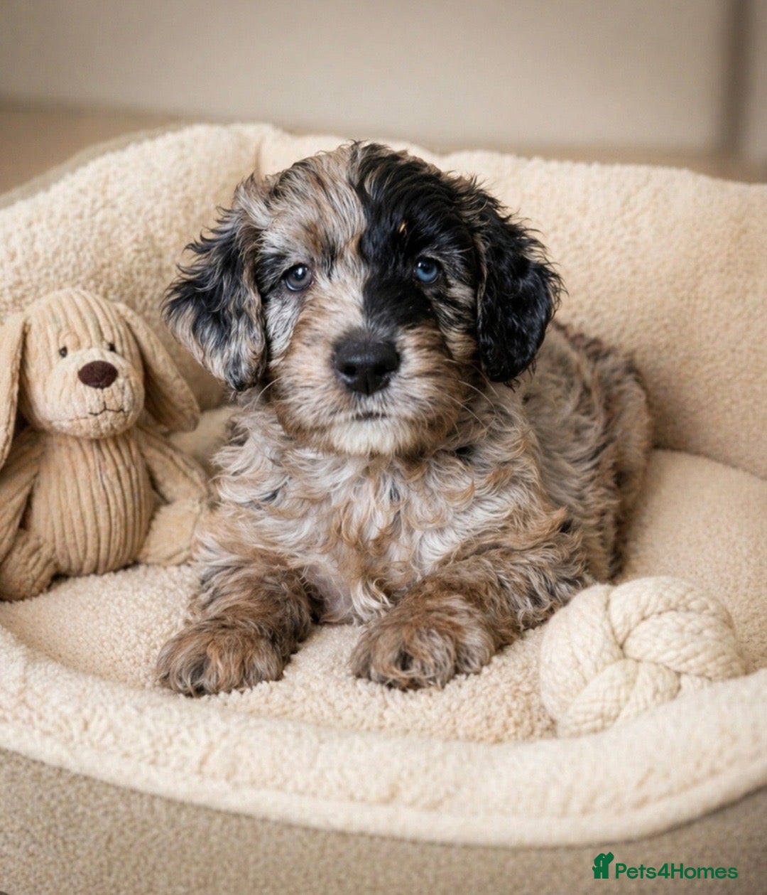 Goldendoodle dogs Beautiful miniature F1 Goldendoodle - Advert 1