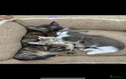 Mixed Breed cats for sale: LOVELY KITTENS  - Advert 5