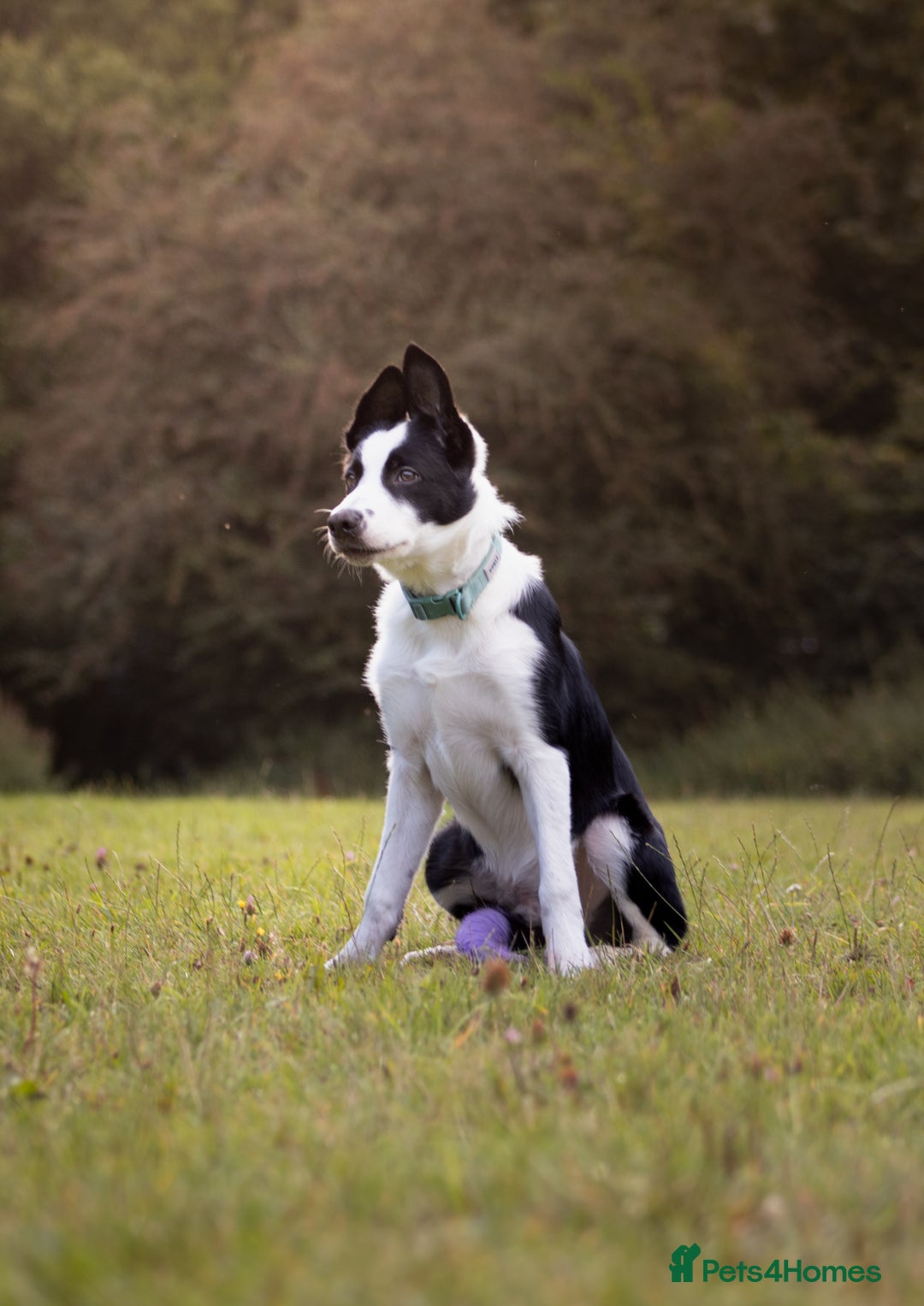 Border Collie dogs for sale: border collie pup - Advert 5