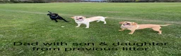 Labrador Retriever dogs for sale: KC Registered Labrador Puppies - Advert 14