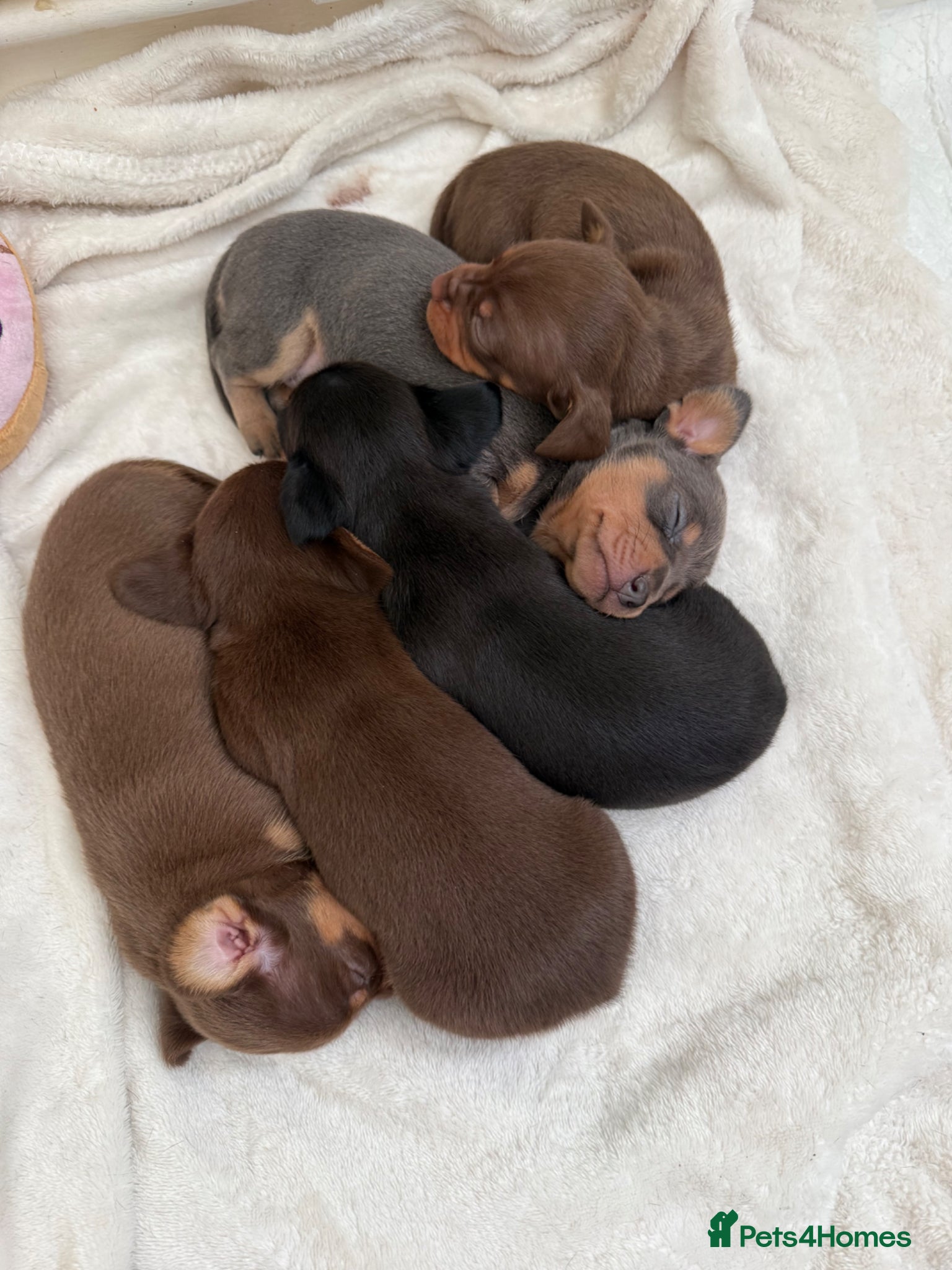 Chiweenie dogs Tiny dachshund cross chihuahua pups  - Advert 2