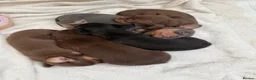 Chiweenie dogs for sale: Tiny dachshund cross chihuahua pups  - Advert 1
