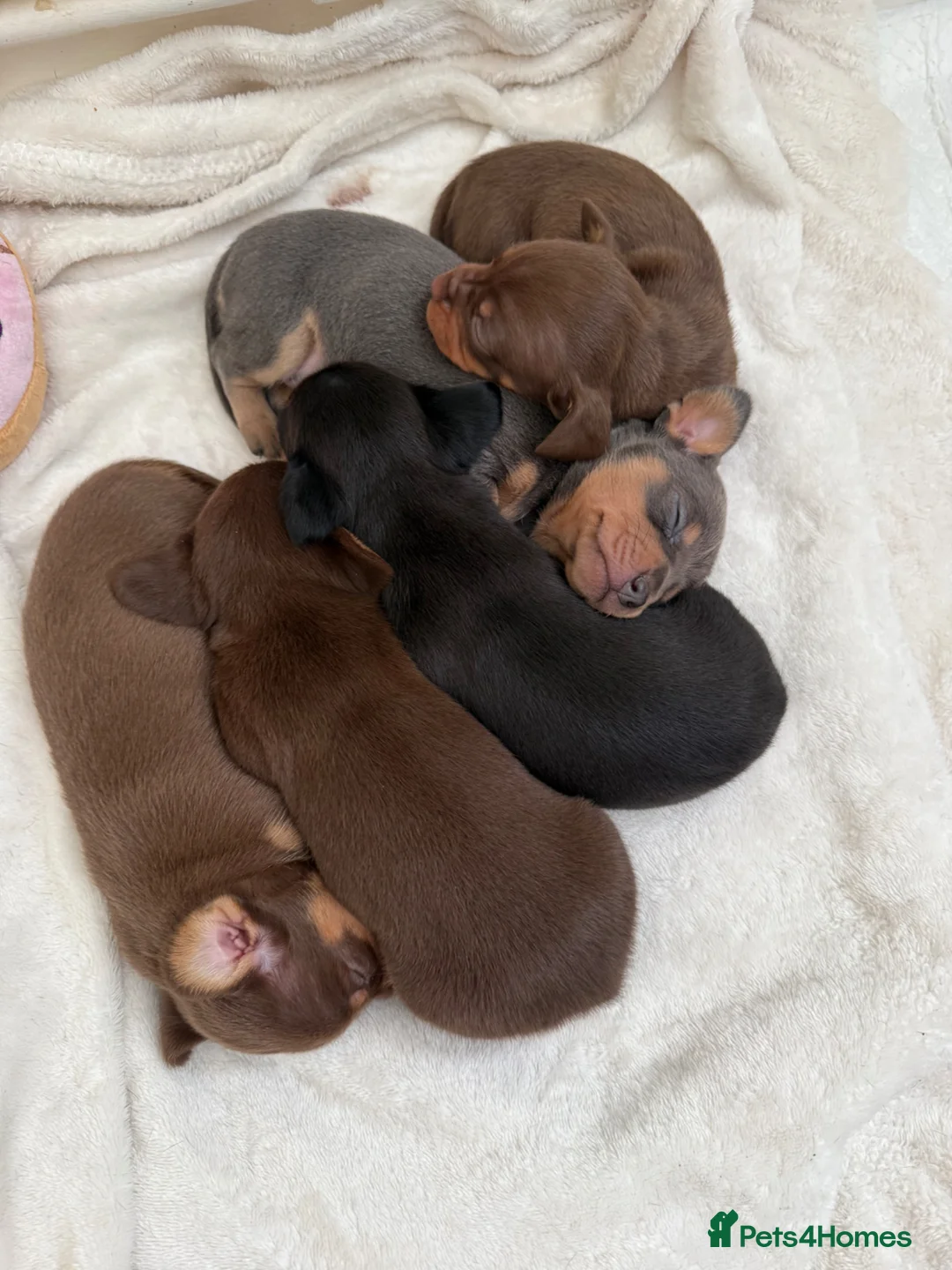 Chiweenie dogs for sale: Tiny dachshund cross chihuahua pups  - Advert 1