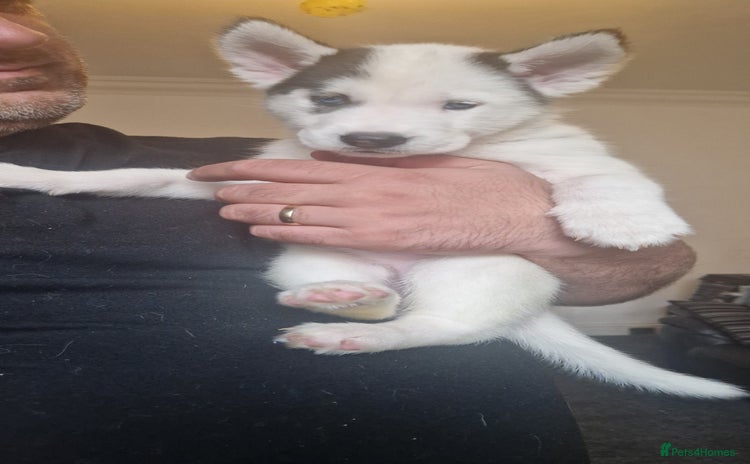 Siberian Husky dogs - Advert 2