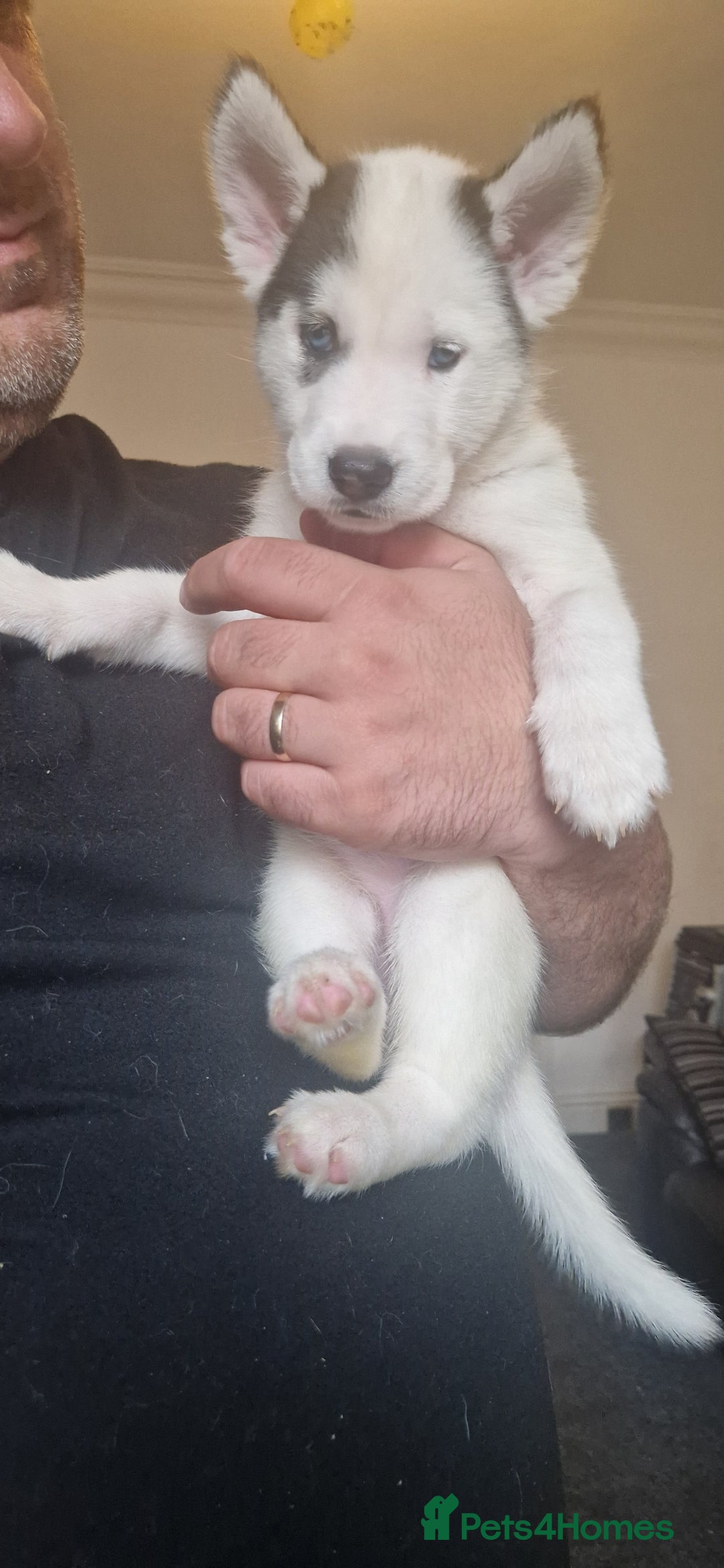 Siberian Husky dogs for sale: Siberian husky puppies  - Image 1