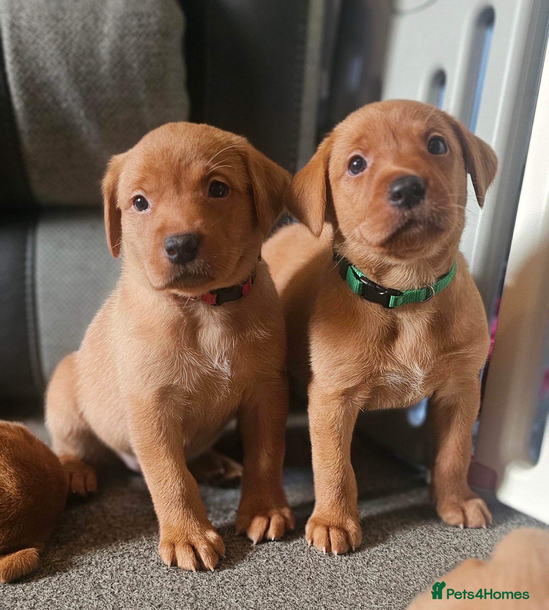 Labrador Retriever dogs KC Chunky Fox Red Labrador Puppys - Advert 5