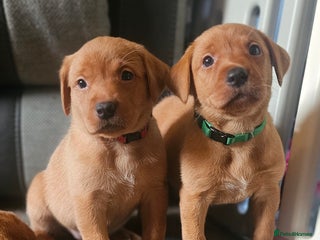 Labrador Retriever dogs KC Chunky Fox Red Labrador Puppys - Advert 5