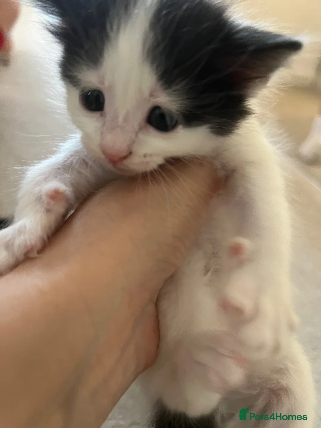 Mixed Breed cats for sale: 3 female kittens for sale - Advert 6