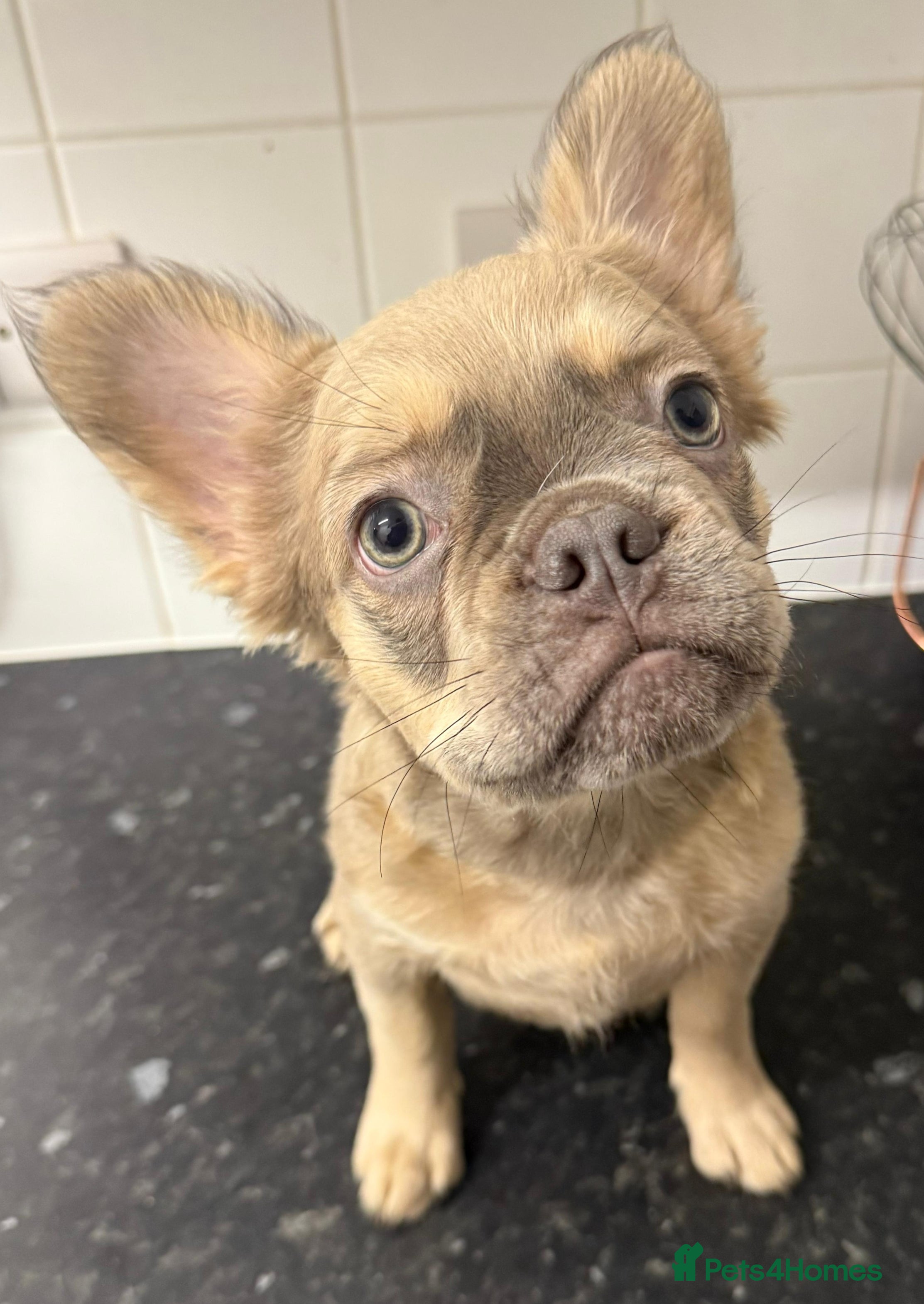 French Bulldog dogs Unique-Lilac French Bulldog Puppy-Batman Markings - Advert 16