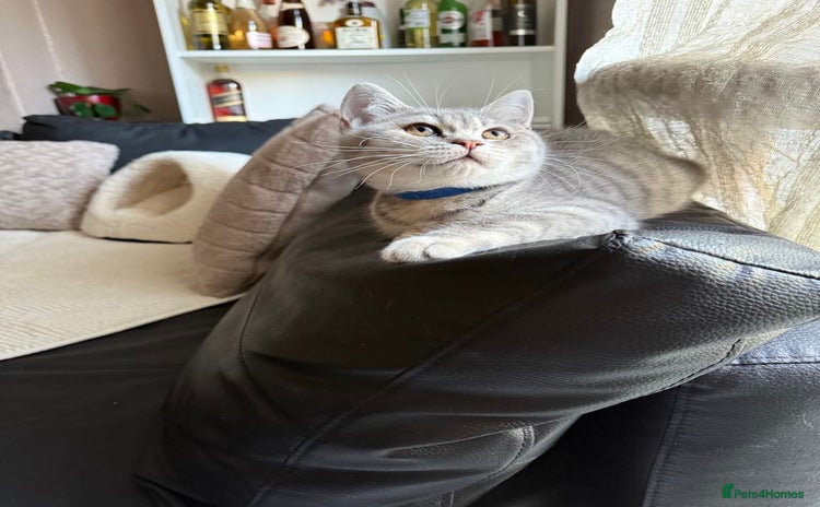 British Shorthair cats - Advert 14