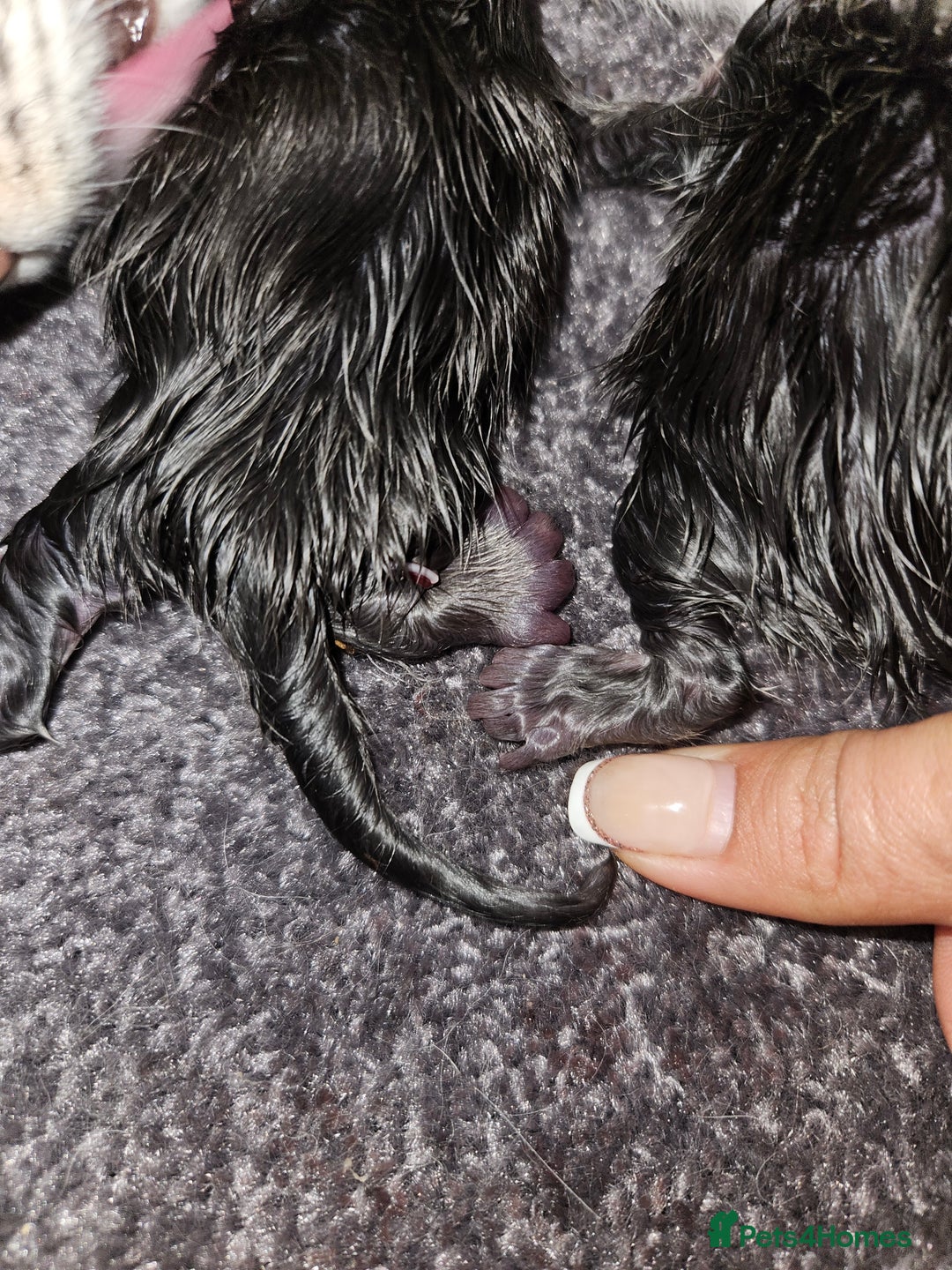 Maine Coon cats for sale: FOR RESERVATION POLYDACTLY XXL MAINE COON - Image 2