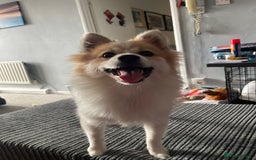 German Spitz dogs for sale: 🐾 10-Month-Old German Spitz Puppy - Image 8