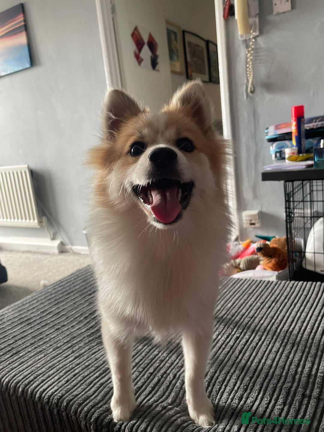 German Spitz dogs for sale: 🐾 10-Month-Old German Spitz Puppy - Image 8