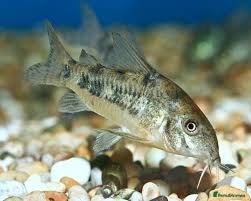 Corys fish Pepper Corydoras - Advert 1