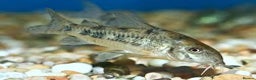 Corys fish for sale: Pepper Corydoras - Advert 1