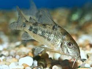 Corys fish Pepper Corydoras - Advert 3