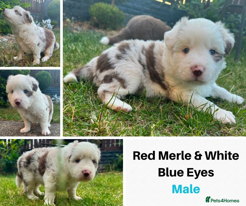 Border Collie dogs Merle Blue Eye Border Collie Pups - KC Registered - Advert 2