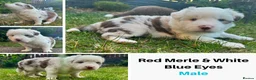 Border Collie dogs for sale: Merle Blue Eye Border Collie Pups - KC Registered - Advert 8