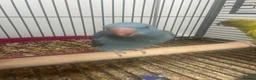 Ringnecks birds for sale: Hand Reared Baby Indian Ringnecks  - Advert 3