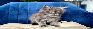 Maine Coon Kitten 3
