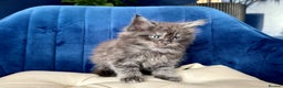 Maine Coon cats for sale: Maine coon kittens - Advert 7