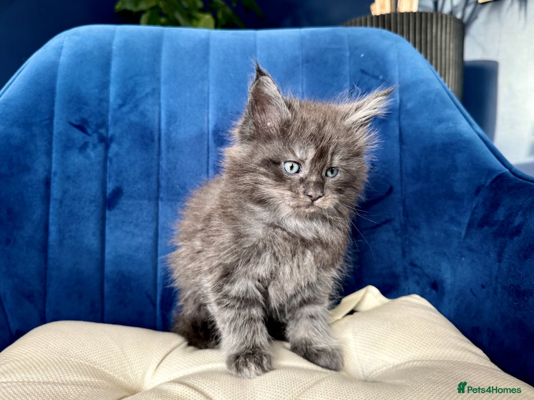 Maine Coon cats for sale: Maine coon kittens - Advert 7