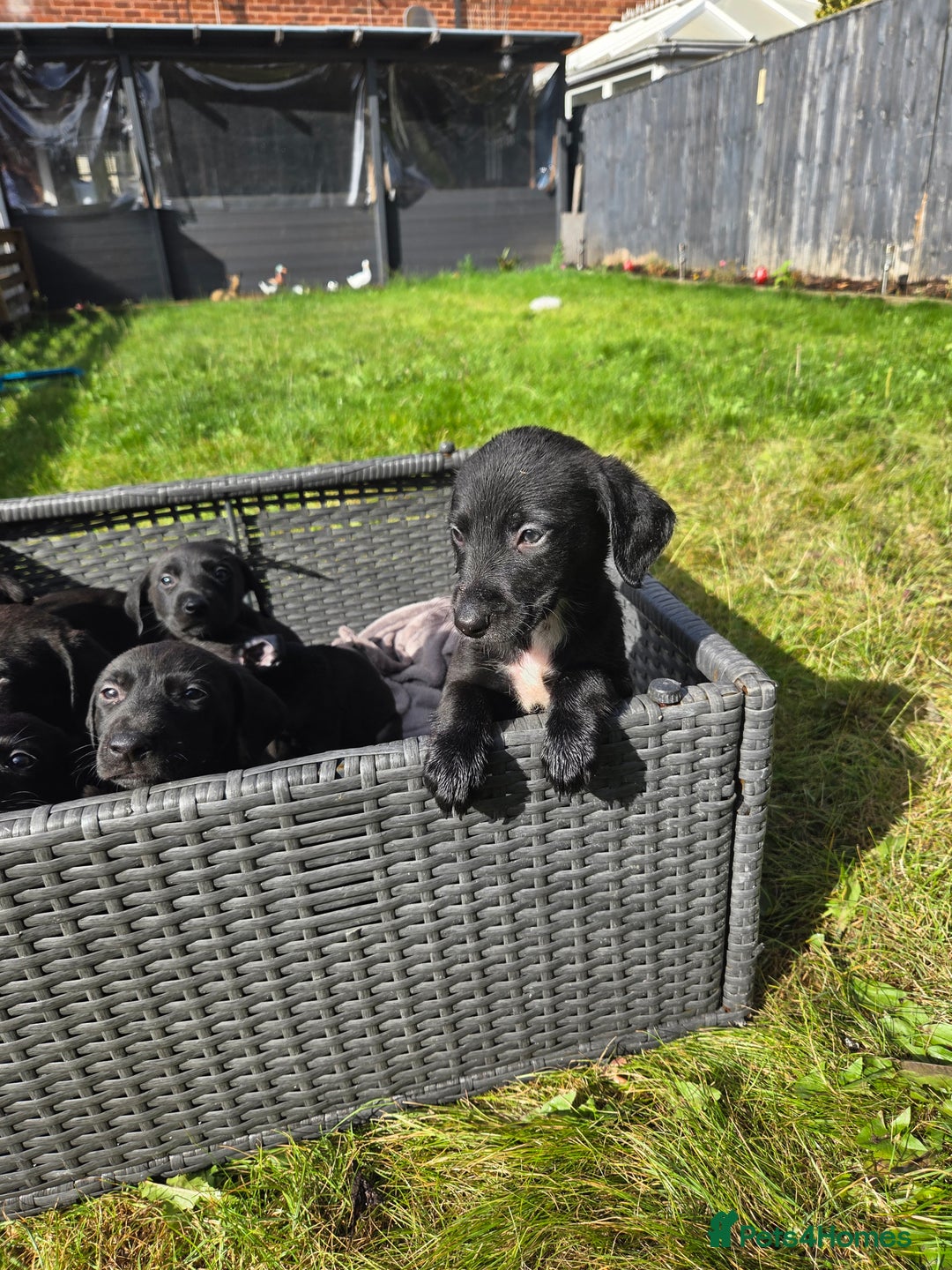 Mixed Breed dogs for sale: Labrador cross saluki - Image 7