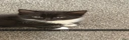 Domestic Shorthair cats for sale: 4 adorable little black & white girls - Advert 10