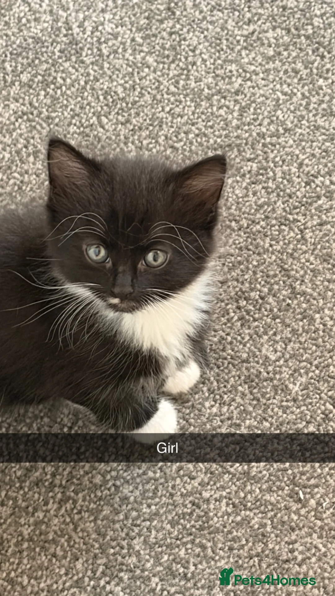 Domestic Shorthair cats for sale: 4 adorable little black & white girls - Advert 10