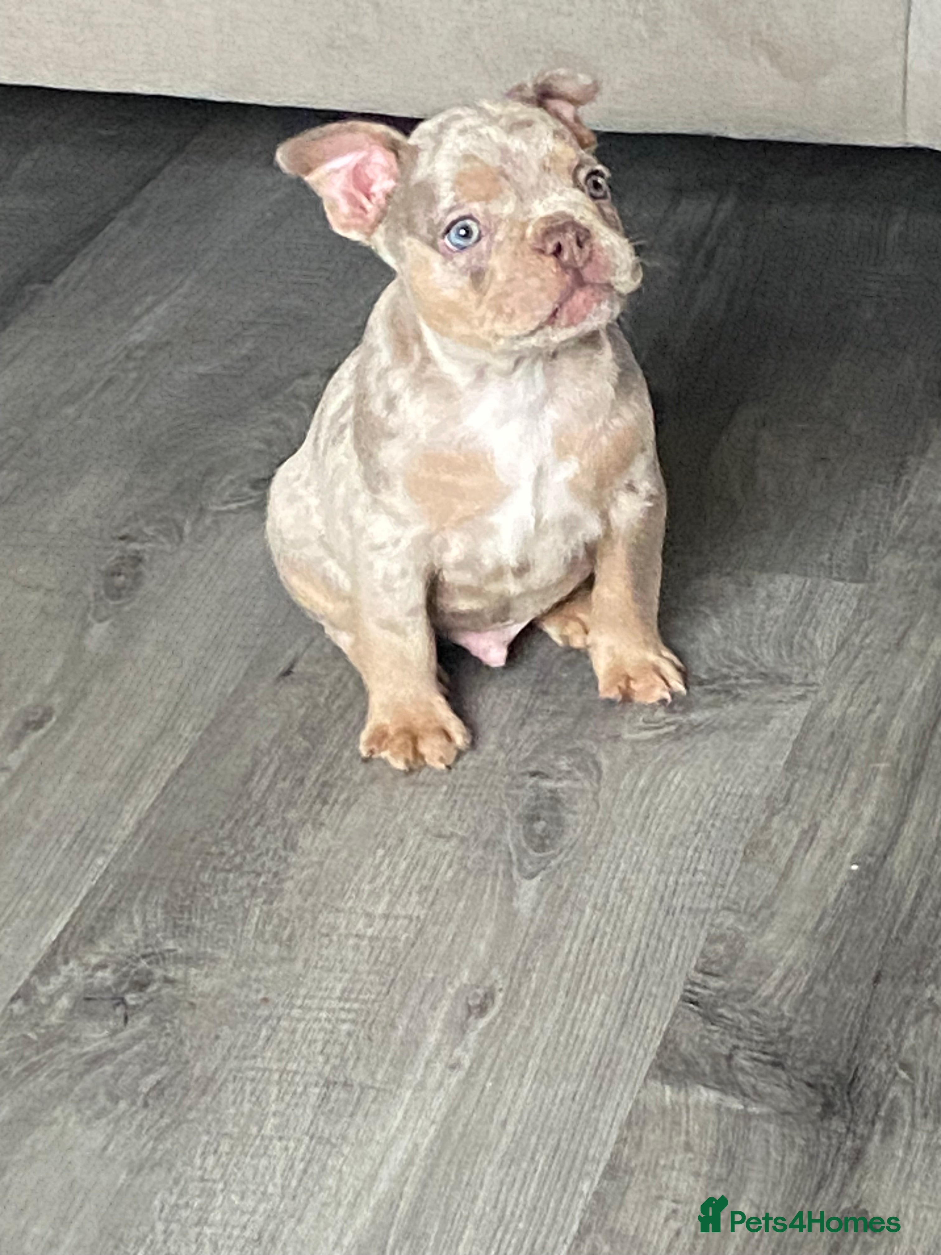 French Bulldog dogs Beautiful French bulldogs  - Advert 5