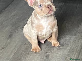 French Bulldog dogs Beautiful French bulldogs - Advert 5