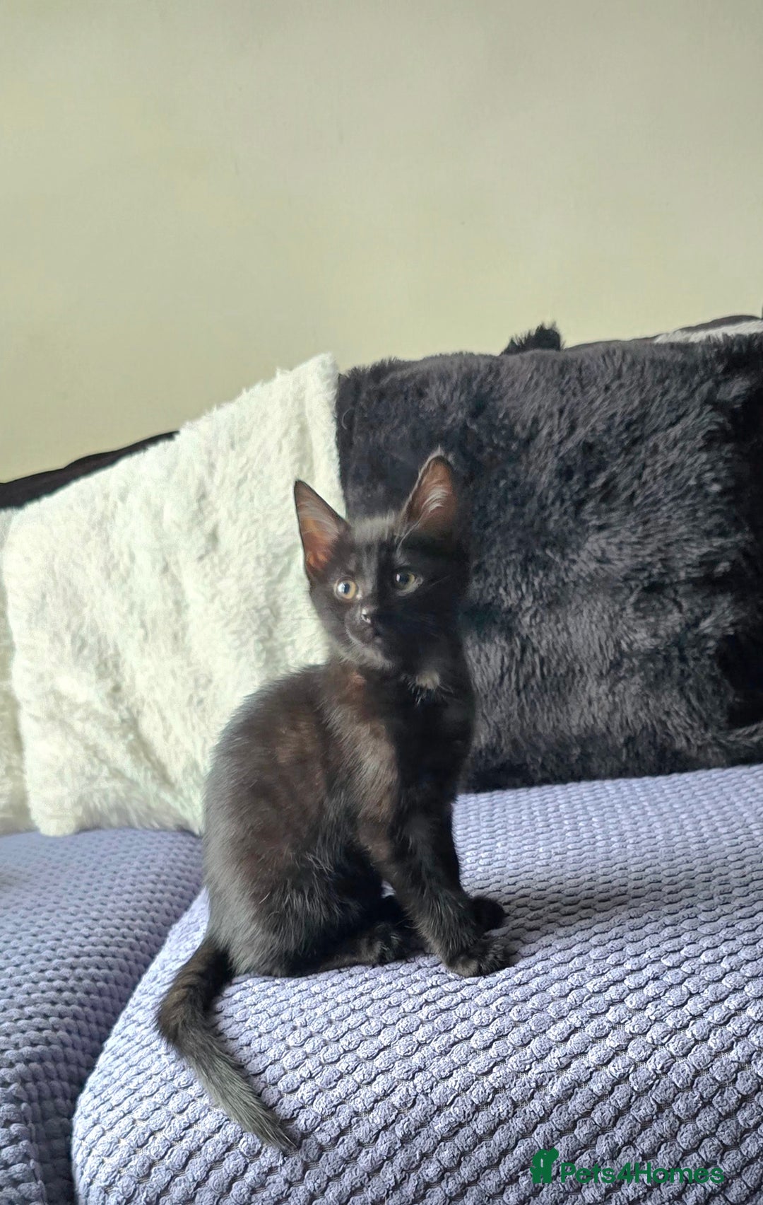 Mixed Breed cats for sale: Three boys looking for forever loving home  - Advert 17