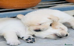 Labrador Retriever dogs for sale: Adorable Labrador Retriever Pups - Image 5