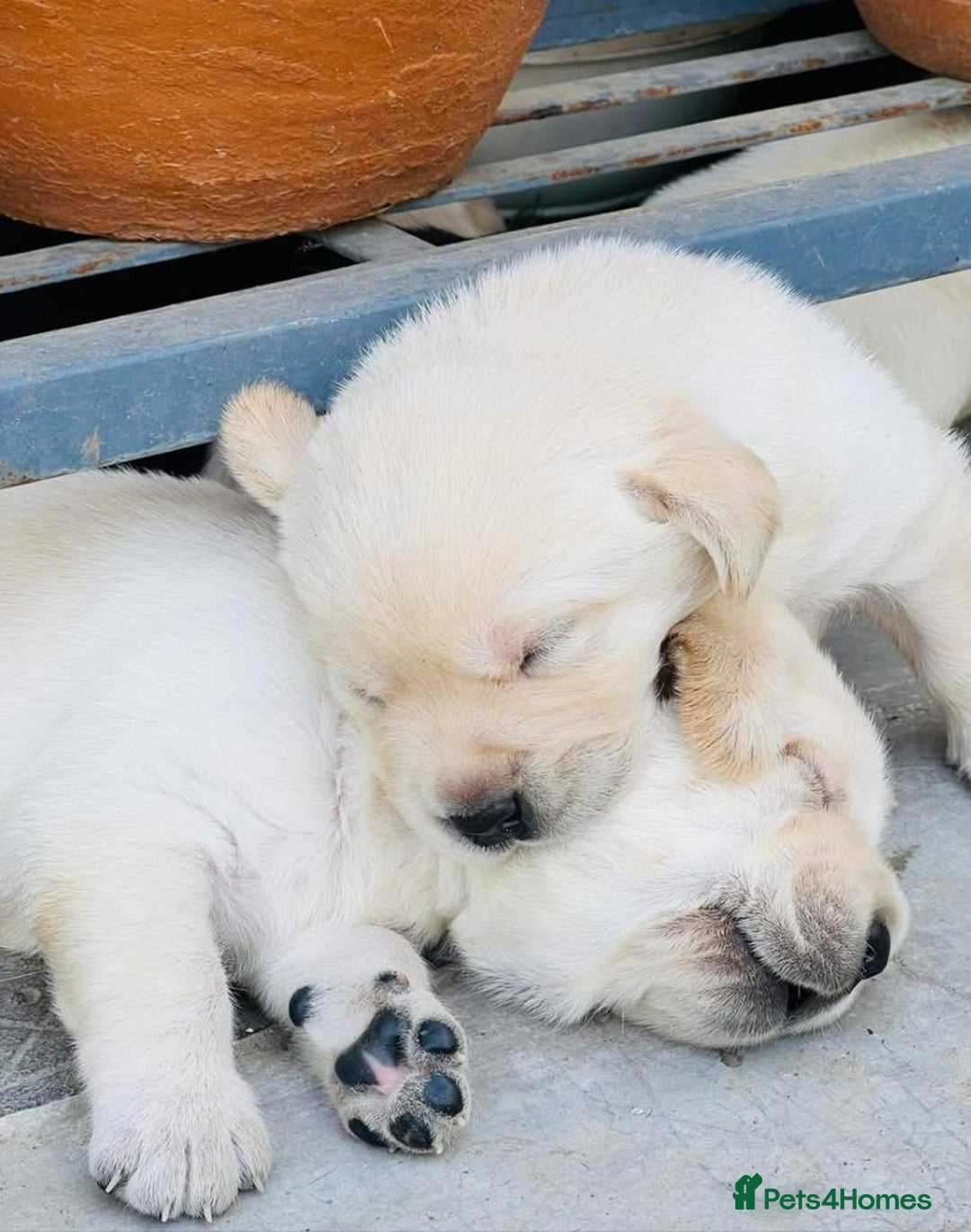 Labrador Retriever dogs for sale: Adorable Labrador Retriever Pups - Image 5
