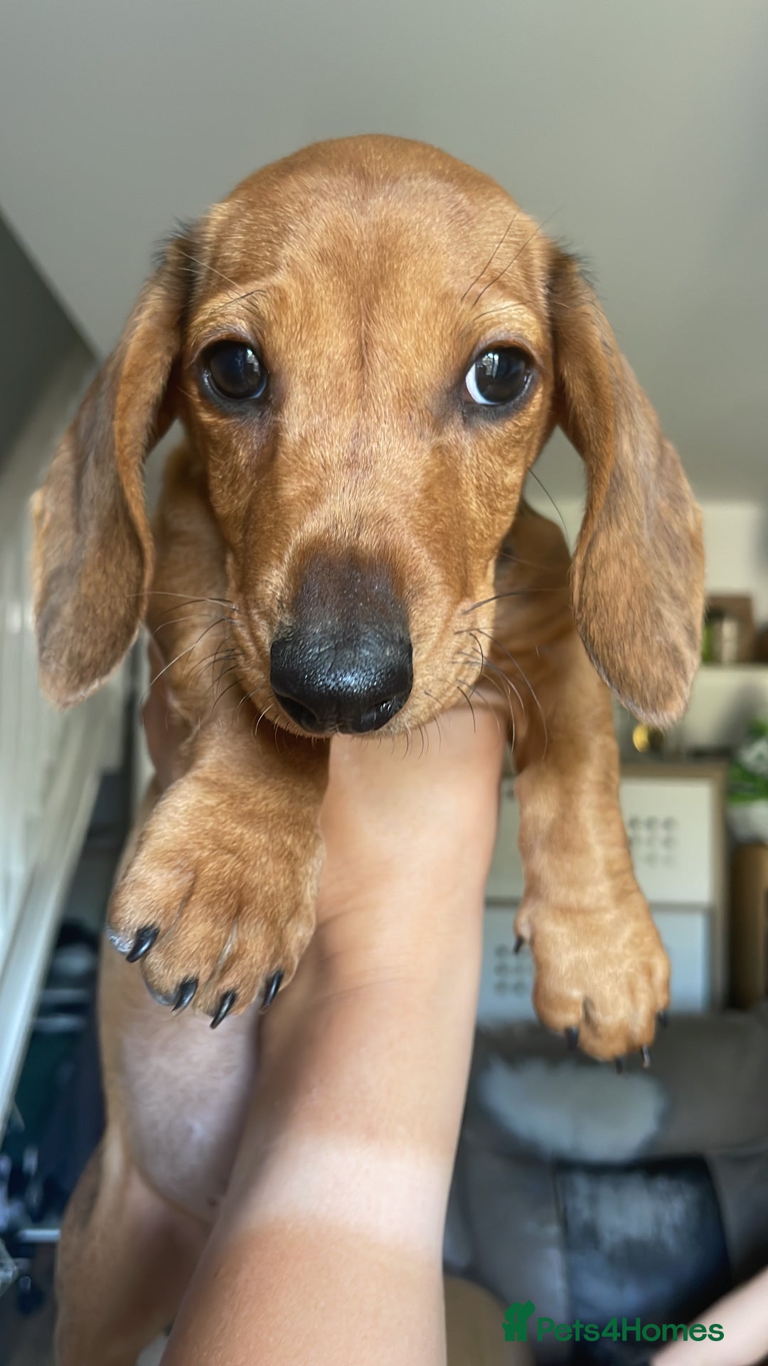 Miniature Dachshund dogs for sale: “Urgent homes needed! – Miniature Dashchunds - Image 2