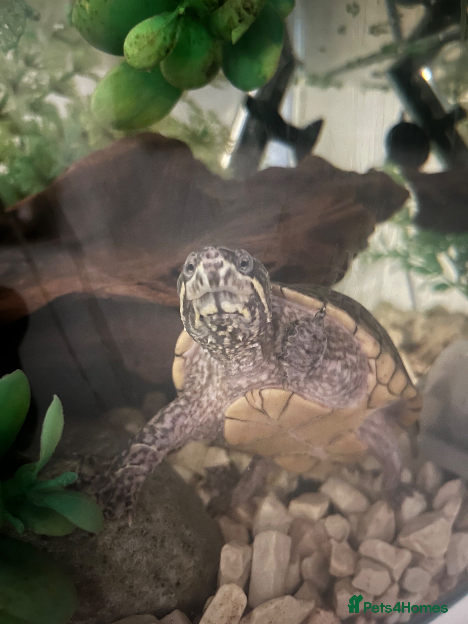 Turtle reptiles Musk Turtle Girl for Sale 🐢 - Advert 1