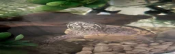 Turtle reptiles for sale: Musk Turtle Girl for Sale 🐢 in Surbiton - Advert 1