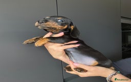 Dachshund dogs for sale: Miniature dachshund puppies - Image 8
