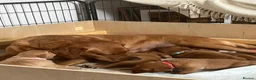 Labrador Retriever dogs for sale: KC Reg Fox Red Labrador Puppies. in New Malden - Advert 1