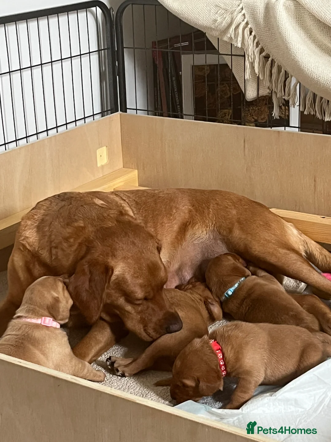 Labrador Retriever dogs for sale: KC Reg Fox Red Labrador Puppies. in New Malden - Advert 1