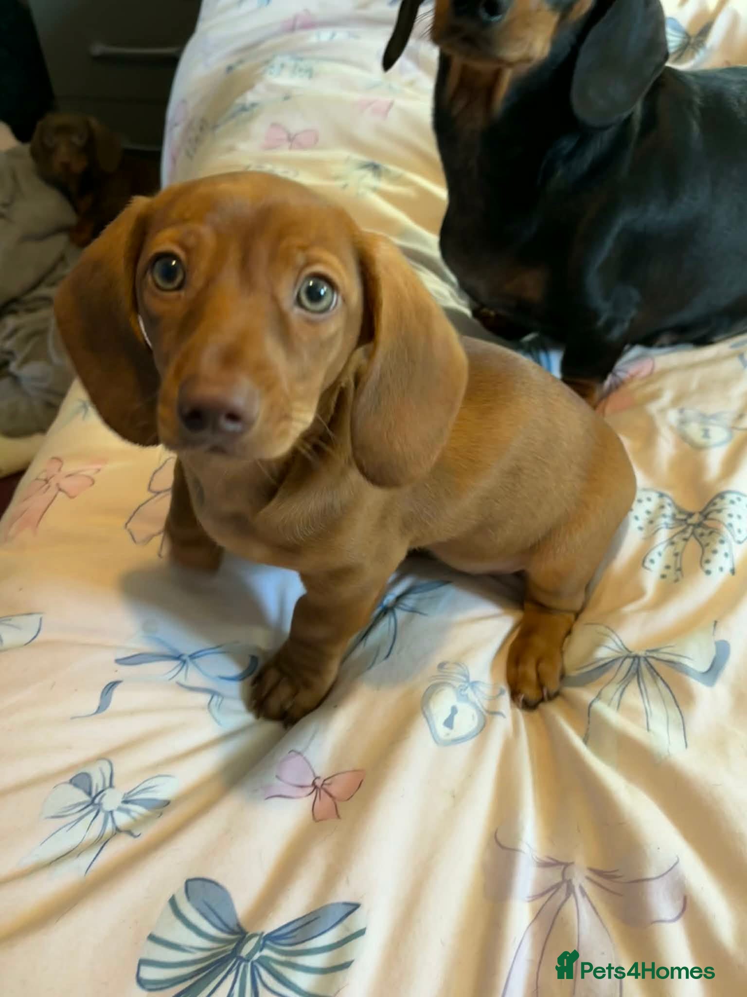 Dachshund dogs 10 week old pups - Advert 1