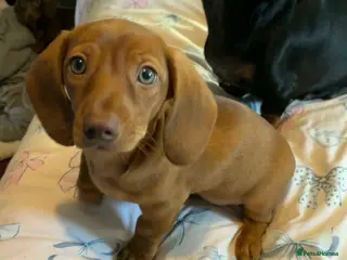 Dachshund dogs 10 week old pups - Advert 13